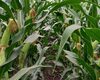 cropstage-pkz-agro-kukurudza-ifagri-miting-serpen-2022.jpg