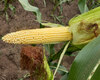 cropstage-pkz-agro-kukurudza-ifagri-skaner-kachan-serpen-2022.jpg