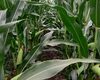 cropstage-pkz-agro-kukurudza-ifagri-skaner-serpen-2022.jpg