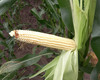 cropstage-pkz-agro-kukurudza-ifagri-starof-kachan-serpen-2022.jpg