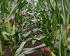 cropstage-pkz-agro-kukurudza-ifagri-starof-serpen-2022.jpg