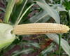 cropstage-pkz-agro-kukurudza-ifagri-varhol-kachan-serpen-2022.jpg