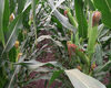 cropstage-pkz-agro-kukurudza-ifagri-varhol-serpen-2022.jpg