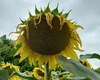 cropstage-pkz-agro-sonyashnik-ifagri-sanrok-koshik-serpen-2022.jpg