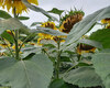 cropstage-pkz-agro-sonyashnik-ifagri-sanrok-serpen-2022.jpg
