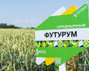 pshenytsia-futurum-cherkashchyna-cropstage-2023.jpg