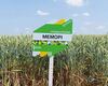 pshenytsia-memori-cropstage-2023-Cherkashchyna.jpg