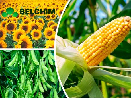 novi-gerbicidi-vid-belgijskoyi-kompaniyi-belchim-crop-protection.jpg
