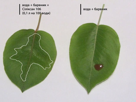 Змочування листкової поверхні груші