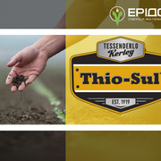 Thio-Sul<sup>®</sup> (Тіосульфат амонію від Tessenderlo Kerley) - нове слово у азотно-сірковому живленні польових культур