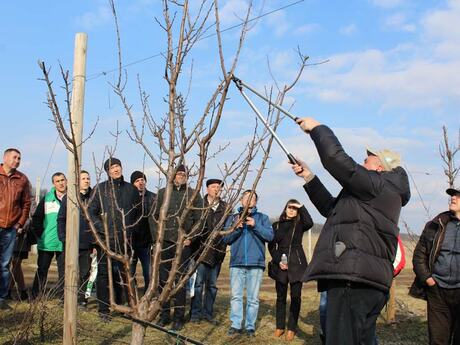 PK+ME, Розалік Ca, Mg, N + ME, Розалік B, Розалік B, Ca, Розалік Mg, Mn, S, N, Розалік Zn, Розалік Zn, P, N, S-в-сучасних-інтенсивних-садах.jpg