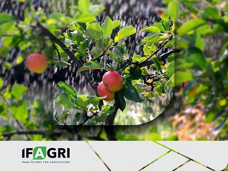 норолак, біламін та гібкул для регулювання навантаження і покращення якості плодів яблуні