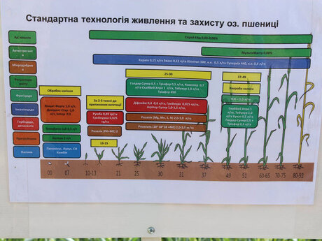 standartna-tehnologiya-zhivlennya-ta-zahistu-ozimoї-pshenici-vid-eridon-na-dnipropetrovshhini.jpg