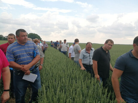 menedzher-z-rozvitku-nasinnya-eridon-chmih-sergij-ta-kolegi-z-dsv-prodemonstruvali vzhe-vidomi-sorti-ozimoї-pshenici-artist-arktis-patras-matriks-samuraj-na-dni-polya.jpg