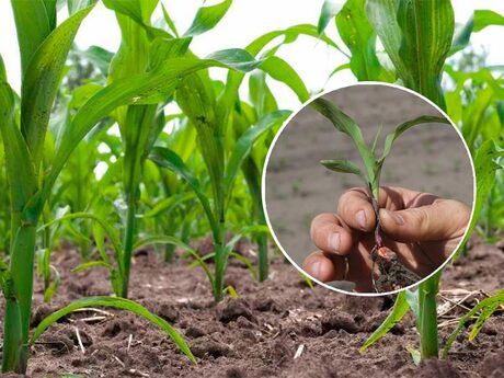 optimalna-faza-3-5-list-dlya-pislyashodovogo-kontrolyu-zasmichenosti-posiviv-kukurudzi.jpg
