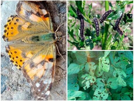 sposterigayetsya-masovij-lit-metelika-vseїdnogo-shkidnika-chortopolohivki-(vanessa-cardui)-shho-ye-naslidkom-m’yakoї-zimi-ta-garnoї-perezimivli.jpg