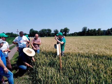 demonstraciya-sortiv-ozimoї-pshenici-demonstracijno-viprobuvalnij-centr-na-dni-polya-eridon.jpg