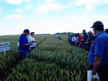 ozima-pshenicya-desamo-vid-kompaniї-singenta-na-dni-polya-eridon-ta-dsv-u-tov-kontakt-plyus-u-shostkinskomu-rajoni.jpg
