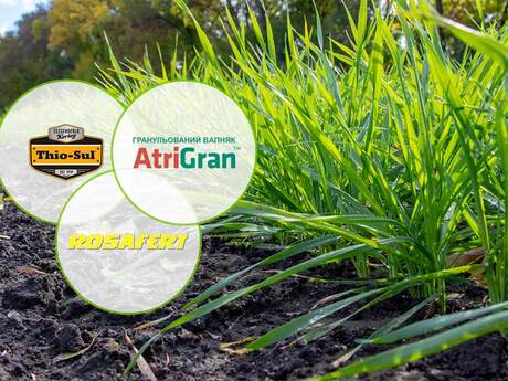 pokrashennya-perezimivli-ozimoyi-pshenici-za-dopomogoyu-produktiv-rosafert-atrigran-tiosulfat-amoniyu.jpg