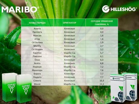stijkist-gibridiv-cukrovih-buryakiv-do-korenevih-gnilej-ukrayina-2019-hilleshog-maribo.jpg