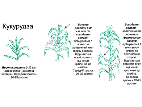 yaku-chastinu-roslin-kukurudzi-treba-vidbirati-dlya-agrohimichnogo-analizu-roslinnogo-materialu.jpg