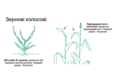 yaku-chastinu-roslin-zernovih-kolosovih-treba-vidbirati-dlya-agrohimichnogo-analizu-roslinnogo-materialu.jpg