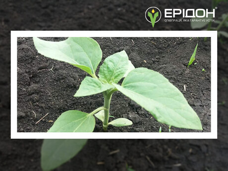 rekomendatsii shchodo zastosuvannia dobryv na soniashnyku u fazu 2-3 pary spravzhnikh lystkiv.jpg