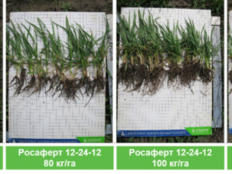 rezultati-zastosuvannya-rosafert-npk-12-24-12-u-riznih-normah-yak-priposivne-dobrivo-na-ozimij-pshenici.jpg