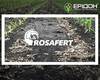 rosafert-starter-fertilizer-dovryvo.jpg