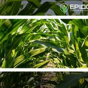 Система живлення кукурудзи: стартові, основні та позакореневі добрива