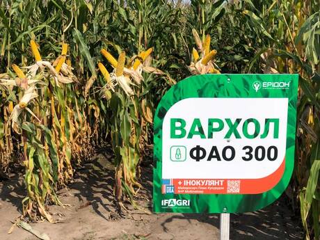 kukurudza-varhol-vid-ifagri-z-obrobkoyu-inokulyantom-majkrosorch-kukurudza-na-chernigivshini.jpg