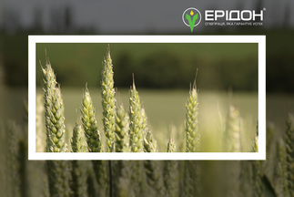 Високоякісне насіння ярої пшениці від «Ерідон»