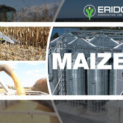 Компанія «Ерідон» реалізує кукурудзу