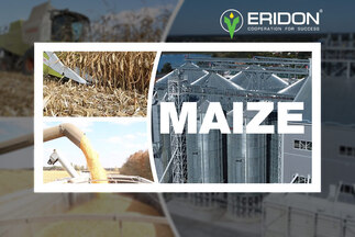Ukrainian agriculture company «Eridon» offers maize in quantity of 70,000 tons