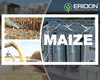 eridon-offers-high-quality-maize-of-3rd-grade-harvest-2021.jpg