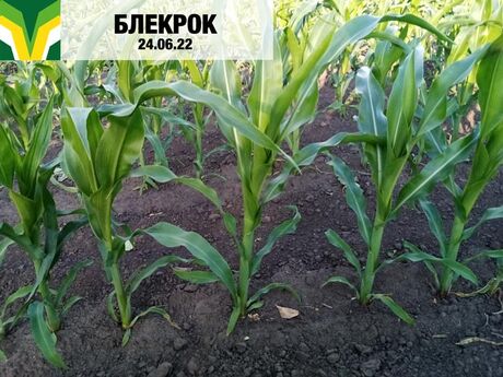 cropstage-yevrosem-kukurudza-blekrok-cherven.jpg