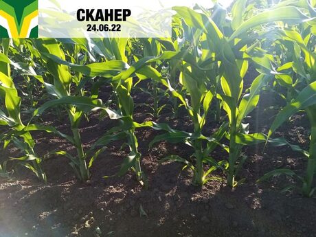 cropstage-yevrosem-kukurudza-skaner-cherven.jpg