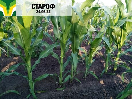 cropstage-yevrosem-kukurudza-starof-cherven.jpg