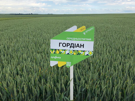 polovij-seminar-cropstage-skoriki-tov-ukrayina-eridon-cherven-2022-pshenicya-gordian.jpg