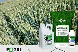 Нові засоби захисту рослин та насіння кукурудзи у портфелі IFAGRI