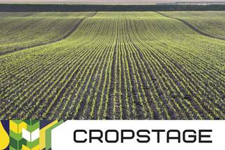 CROPSTAGE. Порівняння 11 сортів озимої пшениці у листопаді на CROPSTAGE у ДП «Агрофірма Іскра», Черкаська область