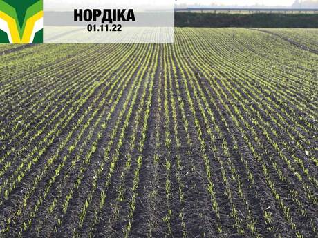 ozima-pshenicya-cropstage-iskra-nordika-2023.jpg