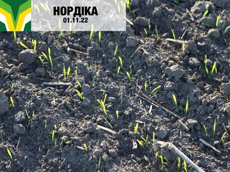 ozima-pshenicya-cropstage-iskra-nordika2-2023.jpg