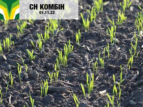 ozima-pshenicya-cropstage-iskra-sn-kombin2-2023.jpg