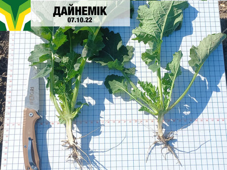 demonstracijnij-posiv-eridon-ozimij-ripak-dajnemik-vinnicka-oblast-dvi-roslini-z-korenem.jpg
