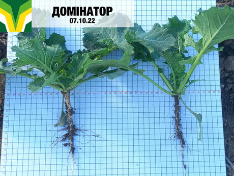 demonstracijnij-posiv-eridon-ozimij-ripak-dominator-vinnicka-oblast-dvi-roslini-z-korenem.jpg