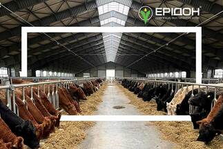 Про виробництво мармурової яловичини та перспективи виходу на європейський ринок розповіли у ПП «Євросем»