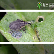 Ранньовесняний інсектицидний захист ріпаку – збереження потенціалу врожайності
