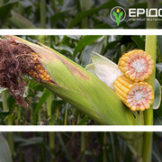 Технологія вирощування кукурудзи