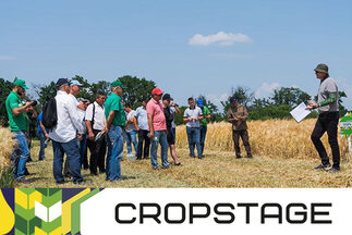 Польовий семінар CROPSTAGE на Черкащині: озимі ріпак і пшениця — у полі та онлайн
